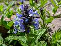 Pale-Blue Catmint